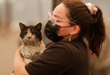 Quemadas, sedientas o con conjuntivitis: Cómo es la ayuda que la PDI y voluntarios dan a los animales de compañia afectadas por incendios