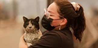 Quemadas, sedientas o con conjuntivitis: Cómo es la ayuda que la PDI y voluntarios dan a los animales de compañia afectadas por incendios