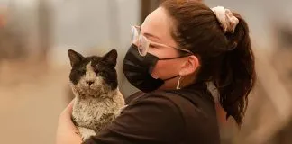 Quemadas, sedientas o con conjuntivitis: Cómo es la ayuda que la PDI y voluntarios dan a los animales de compañia afectadas por incendios