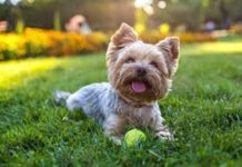 Perro es lanzado vivo a la basura, luego de ser atacado por otros canes