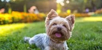 Perro es lanzado vivo a la basura, luego de ser atacado por otros canes