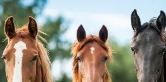 Silban y «cantan» a la vez: Científicos descubren el secreto del relincho de los caballos