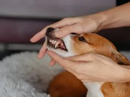 El mal aliento en las mascotas podría estar dañando su corazón y riñones