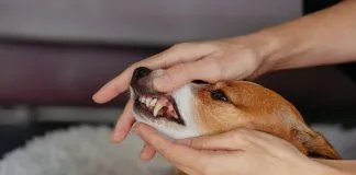 El mal aliento en las mascotas podría estar dañando su corazón y riñones