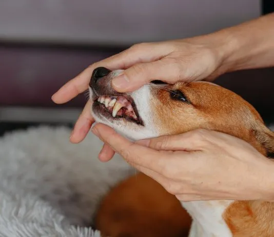 El mal aliento en las mascotas podría estar dañando su corazón y riñones