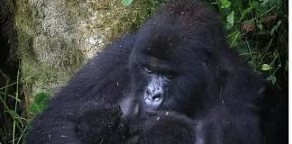 Nace una nueva pareja de crías gemelas de gorila en la República Democrática del Congo: «Es extraordinario»