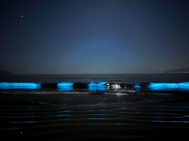 No es Noctiluca: la verdadera historia detrás de la bioluminiscencia que ilumina las costas de Coquimbo