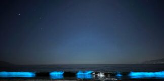 No es Noctiluca: la verdadera historia detrás de la bioluminiscencia que ilumina las costas de Coquimbo