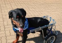 La historia de Dino, el perrito apuñalado que hoy ya recuperado busca un hogar en La Calera o sus alrededores