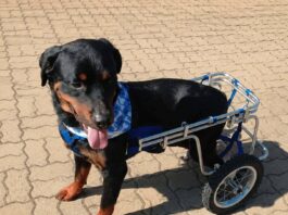 La historia de Dino, el perrito apuñalado que hoy ya recuperado busca un hogar en La Calera o sus alrededores