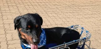 La historia de Dino, el perrito apuñalado que hoy ya recuperado busca un hogar en La Calera o sus alrededores