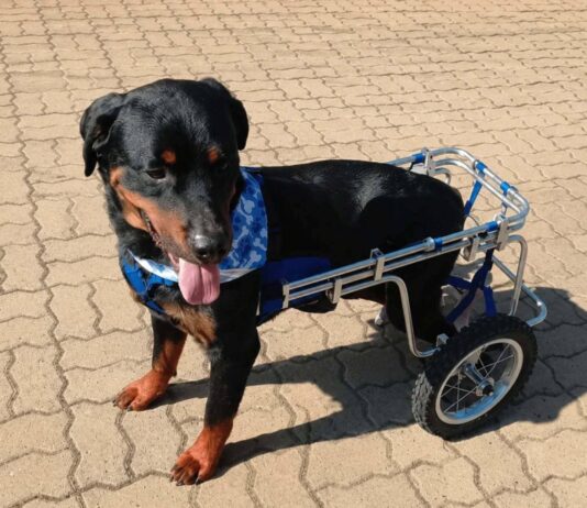 La historia de Dino, el perrito apuñalado que hoy ya recuperado busca un hogar en La Calera o sus alrededores