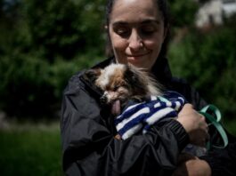 Muere Lazare, el perro considerado el «más longevo del mundo»