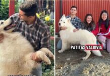Emocionante reencuentro: Hombre viajó desde Coquimbo hasta Valdivia para reencontrarse con su can perdido, luego de tres años de búsqueda