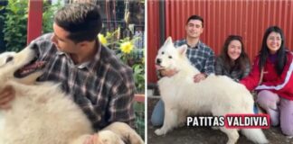 Emocionante reencuentro: Hombre viajó desde Coquimbo hasta Valdivia para reencontrarse con su can perdido, luego de tres años de búsqueda