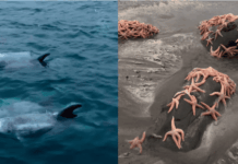 Simplemente hermoso: Varazón de estrellas de mar y manada de delfines sorprenden en Pichilemu