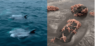 Simplemente hermoso: Varazón de estrellas de mar y manada de delfines sorprenden en Pichilemu