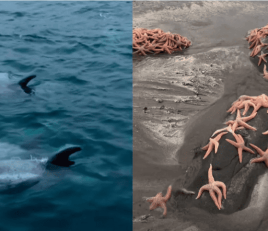 Simplemente hermoso: Varazón de estrellas de mar y manada de delfines sorprenden en Pichilemu