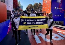 Pingüinos de Humboldt se roban las miradas en la Maratón de Santiago