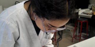 Estudio reveló cómo gaviotas influyen en la genética de parásitos marinos