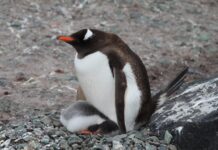 Científicos de Chile, Brasil y EE.UU. descubren una nueva especie de pingüino por primera vez en 100 años