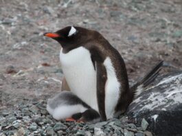 Científicos de Chile, Brasil y EE.UU. descubren una nueva especie de pingüino por primera vez en 100 años