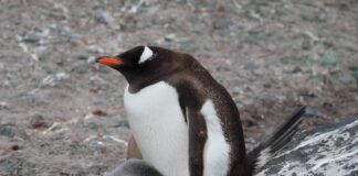 Científicos de Chile, Brasil y EE.UU. descubren una nueva especie de pingüino por primera vez en 100 años