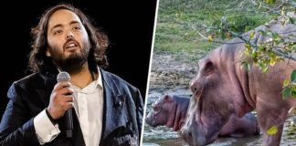 Hijo de magnate indio ofrece acoger en su centro de rescate a hipopótamos que descienden de los de Pablo Escobar