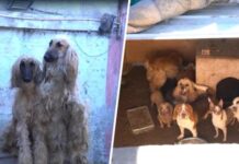Indignante: Detienen a sujeto por tener 50 animales bajo pésimas condiciones en La Florida