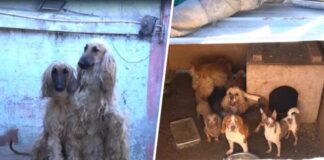 Indignante: Detienen a sujeto por tener 50 animales bajo pésimas condiciones en La Florida