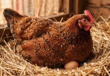 Día Internacional del Respeto a las Gallinas: una industria invisibilizada en América Latina