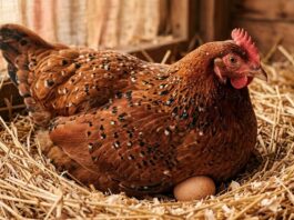 Historias de animales: Gracias a una medida preventiva para protegerlas de atropellos en la oscuridad, confunden gallinas con duendes