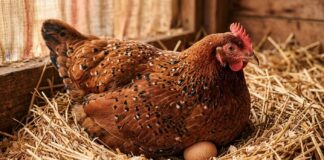 Día Internacional del Respeto a las Gallinas: una industria invisibilizada en América Latina