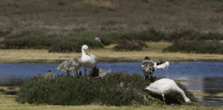 Colmevet plantea como desafío la interacción entre aves silvestres y domésticas,luego de la detección de la Influenza Aviar H5N1