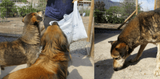 16 perros adultos mayores rescatados enfrentan un futuro incierto, luego de que se solicitará la reubicación de ellos
