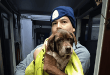 Piden ayuda con el fin de encontrar a los tutores o una familia responsable para perrita rescatada en Valparaíso