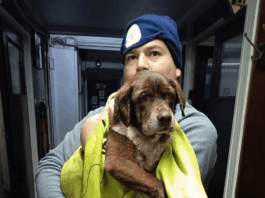 Piden ayuda con el fin de encontrar a los tutores o una familia responsable para perrita rescatada en Valparaíso