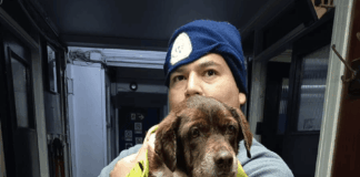Piden ayuda con el fin de encontrar a los tutores o una familia responsable para perrita rescatada en Valparaíso