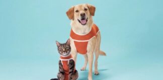 Kimba: la empresa chilena pionera en bodies postquirúrgicos que hoy exporta a más de 40 países