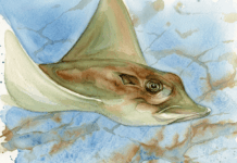 Enigmática mandíbula revela el primer registro moderno de una raya toro en el Caribe