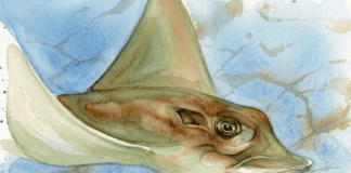 Enigmática mandíbula revela el primer registro moderno de una raya toro en el Caribe