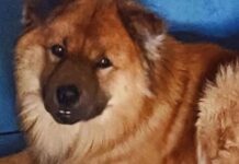 Ley Balto: Diputados anuncian proyecto de ley que busca aumentar las penas asociadas al delito de maltrato animal