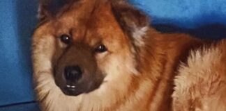Ley Balto: Diputados anuncian proyecto de ley que busca aumentar las penas asociadas al delito de maltrato animal