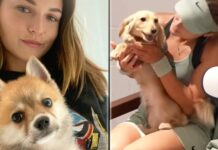 Acreditan a siete perros acreditados para apoyo emocional en el campeonato de Roland Garros