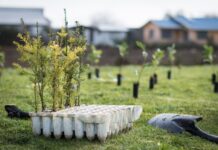 Festival Pala en Mano busca restaurar bosque nativo degradado de Puerto Varas