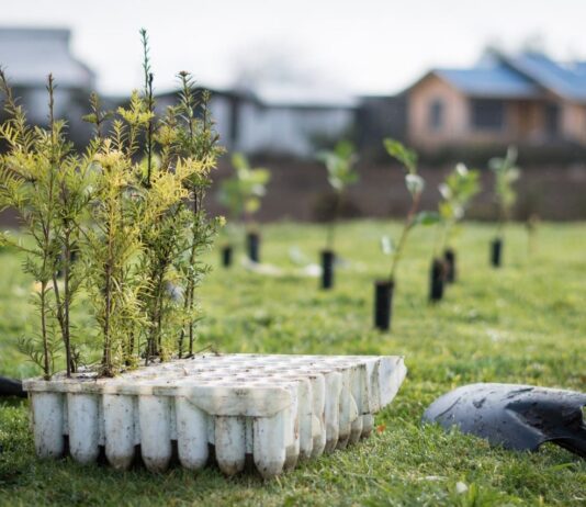 Festival Pala en Mano busca restaurar bosque nativo degradado de Puerto Varas