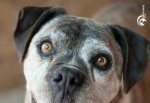 La historia de Flaco, un perrito de 13 años que busca un hogar y familia responsable en los últimos años de su vida