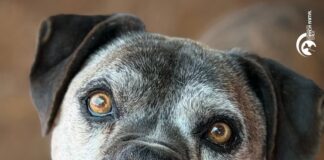 La historia de Flaco, un perrito de 13 años que busca un hogar y familia responsable en los últimos años de su vida