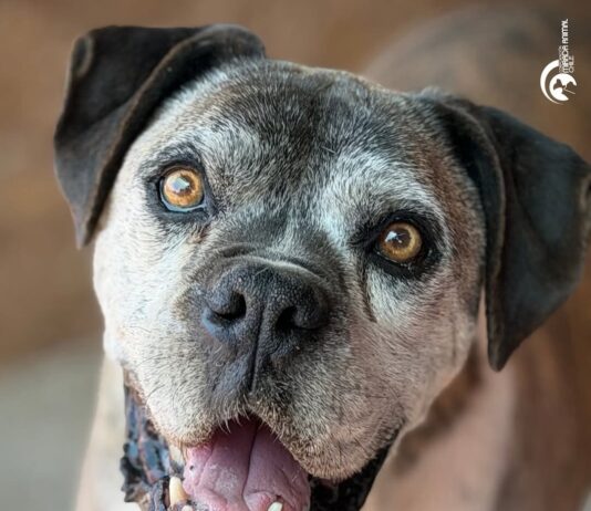 La historia de Flaco, un perrito de 13 años que busca un hogar y familia responsable en los últimos años de su vida