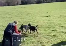 Ex Funcionario del SAG, que entregó zorrito para ser devorado por perros de caza, queda con arraigo nacional y firma mensual